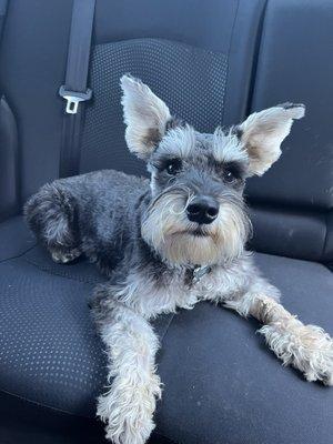 Ooodles Pet Grooming