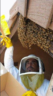 Steve Downs safely removing a live active honeybee hive.