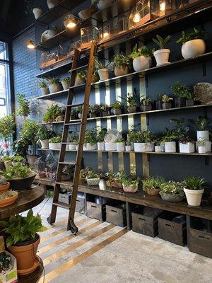 Chlorophyll by Kinghorn Gardens