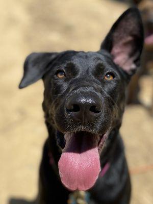 Earth Girl Dog Walker
