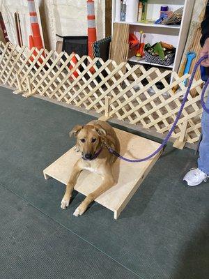 YouReign Dog Training