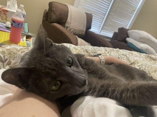 All Creatures Animal Hospital