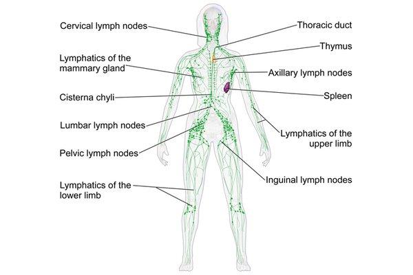 ABC Lymphedema Clinic