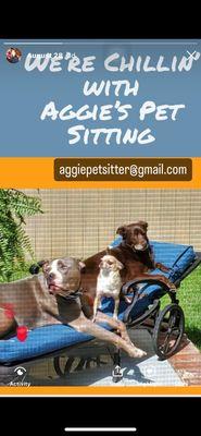 Aggie’s Pet Sitting