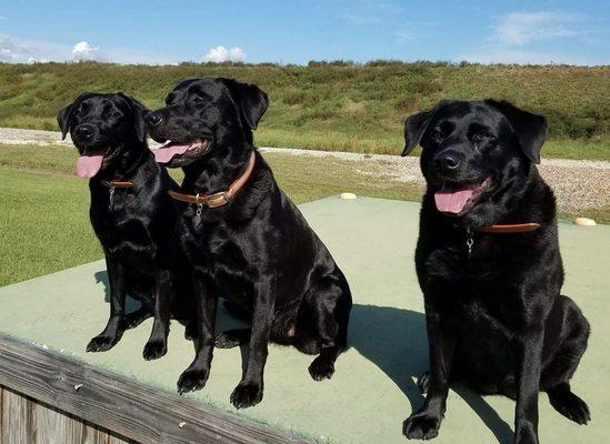 Animal Medical Hospital