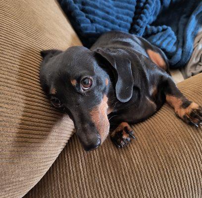 Madison Veterinary Specialists & Emergency Care