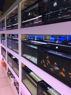 tropical freshwater aquariums