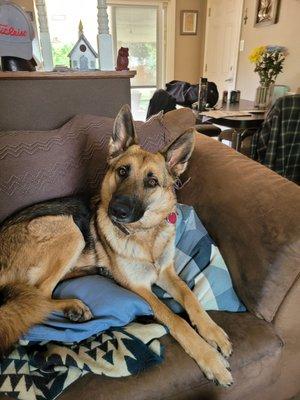 Good Neighbors Pet Care