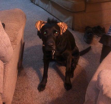 pepper is going to luv this place.shes a catdog!