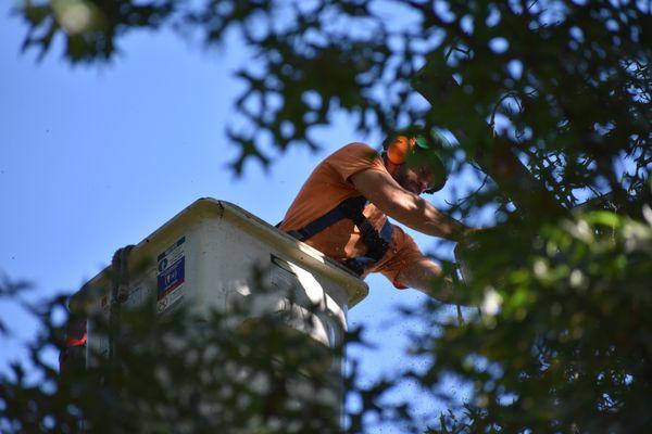 BeaverJack Tree Service