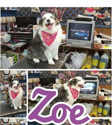 Poochi's Dog Groomers