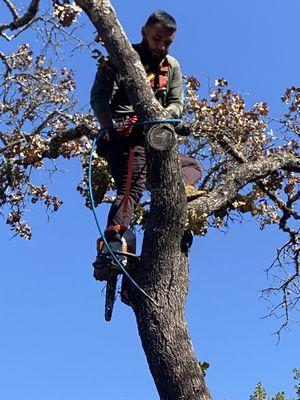 Swayzze'sTree & Lawn Care
