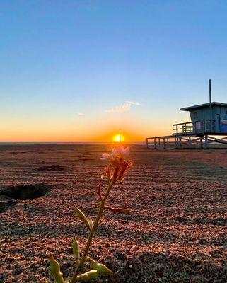Dockweiler State Beach