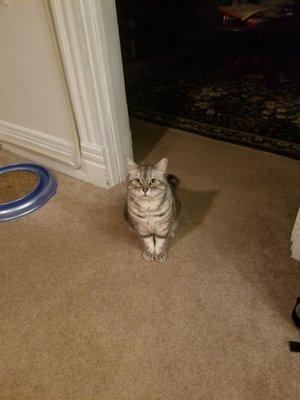 Big Rock Veterinary Hospital