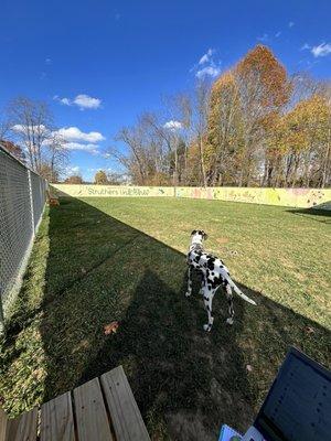 Dog came out to play