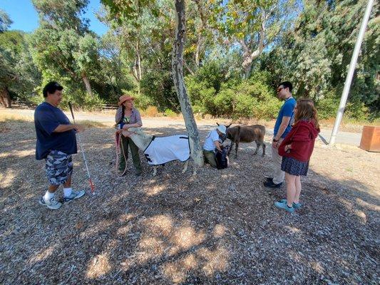 Donkeys on Sunday morning walk