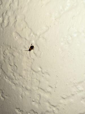 Super 8 by Wyndham Clearwater/St. Petersburg Airport