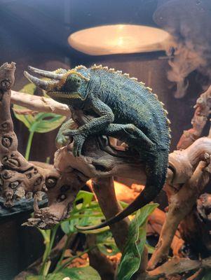 Jackson's Chameleon, male - a very cool character.