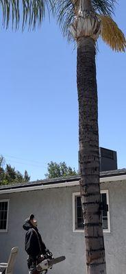 Damian's Trimming Services