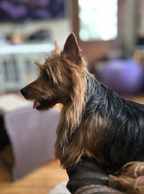 Jackson Pet Hospital