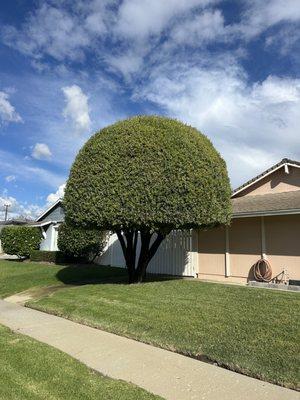 Eden Tree Service and Fences