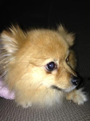 Shirley just got a few teeth pulled!