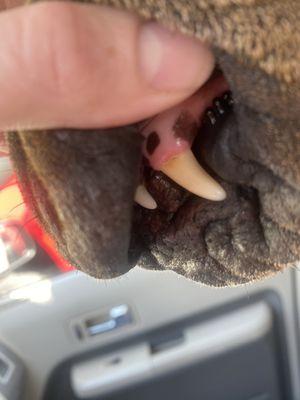 Doggie Divas Grooming Salon