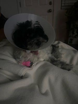 Lola's recovery