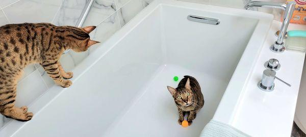 Even my Savannah cats like their new tub!
