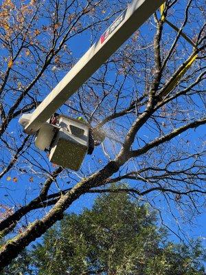 All Green Tree Service