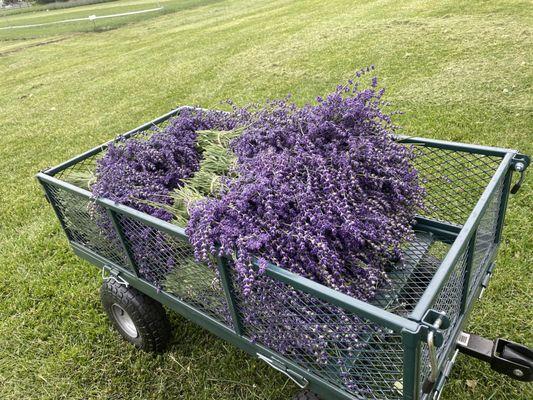 Crockett Road Lavender Farm