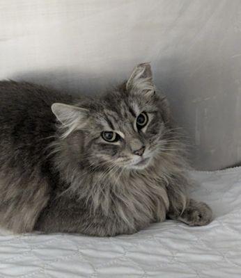 Lewis-Clark Animal Shelter