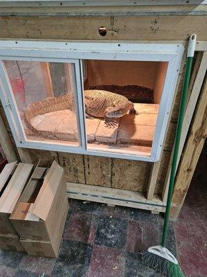 I got to pet this big puppy tame nile!