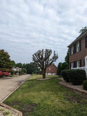 Coleman's Tree Service