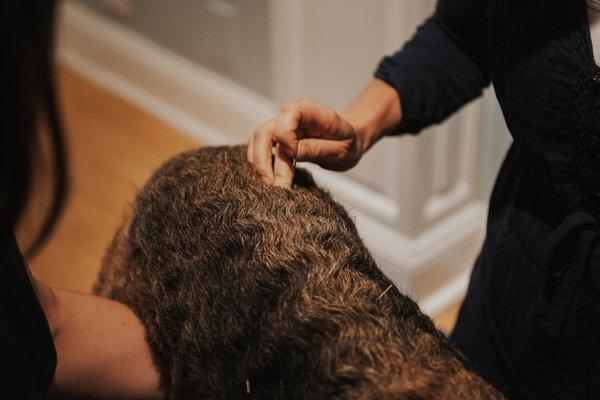 Copper Moon Veterinary Wellness