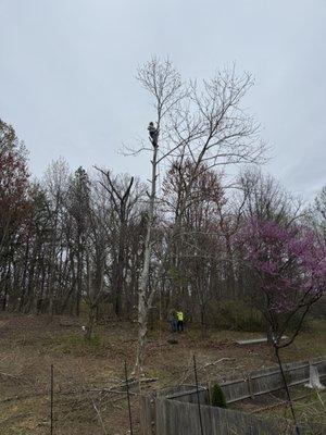 Evergreen Tree Experts