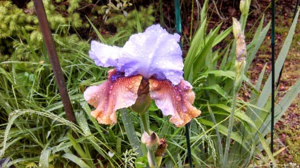 Hooves, Hounds & Whiskers Pet Care and Dog Walkers