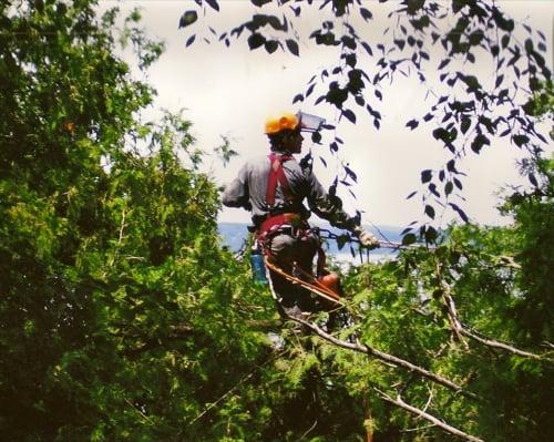 Carlson Tree Service