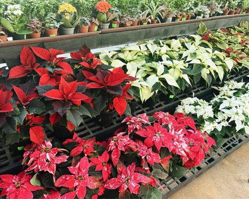 Hyannis Country Garden