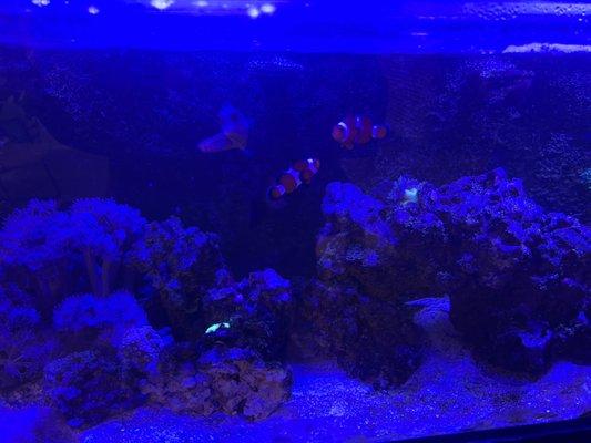 Luna Automotive Detailing