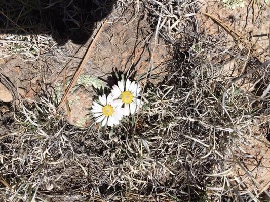 Vfw Rio Grande Post No 3317