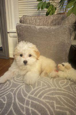 Fancy Pants Pet Salon