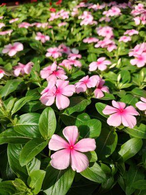 Marshfield Greenhouse
