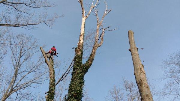 Tree Services in Selbyville, DE