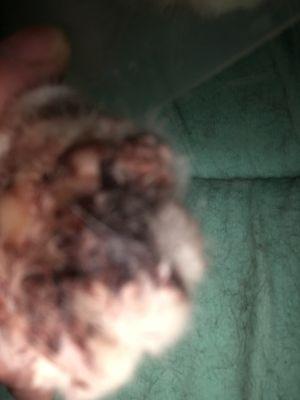 Columbus Veterinary Services