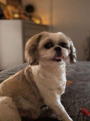 Billi's Paws & Spas Services