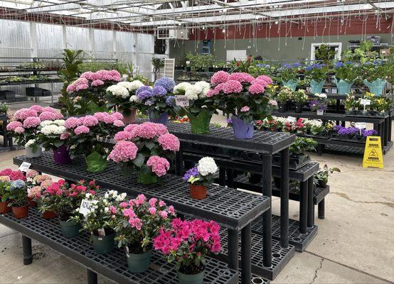 Gardenville Blooms