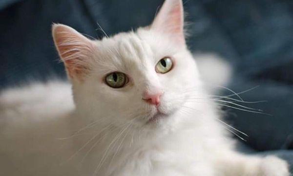 Lakeside Pet Hospital