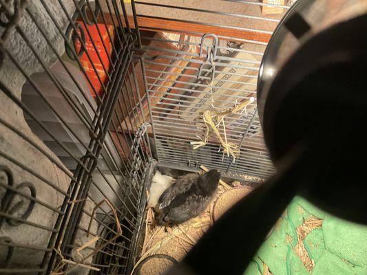 I'm dead now, 18 hours after coming home from the feed store