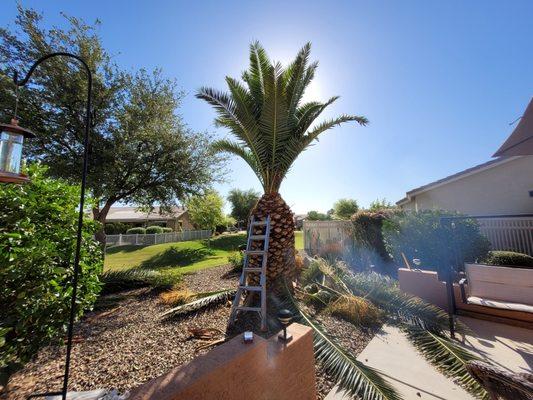 In the process of Trimming Palm tree.